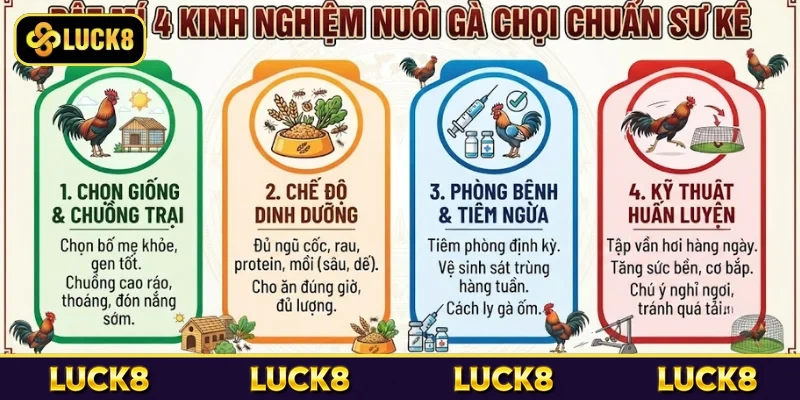 Bật mí 4 kinh nghiệm nuôi gà chọi chuẩn sư kê