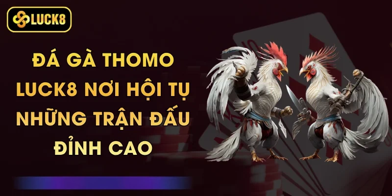 Đá Gà Thomo Luck8 - Nơi Hội Tụ Những Trận Đấu Đỉnh Cao 1 Đá Gà Thomo Luck8 - Nơi Hội Tụ Những Trận Đấu Đỉnh Cao