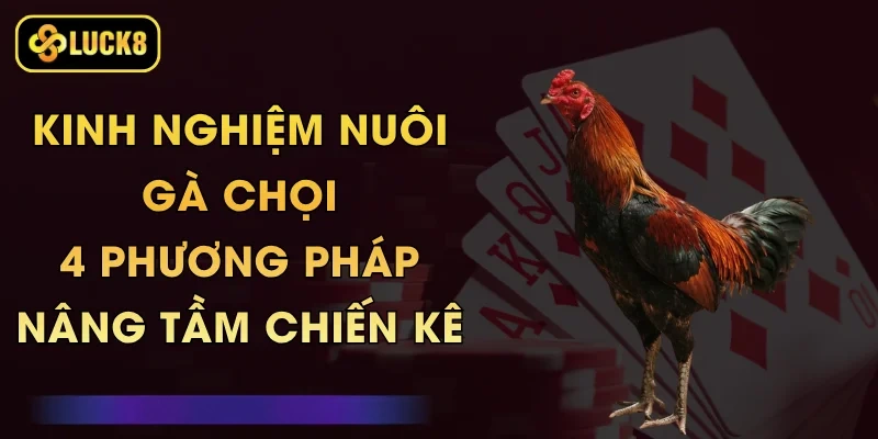 Kinh Nghiệm Nuôi Gà Chọi - 4 Phương Pháp Nâng Tầm Chiến Kê