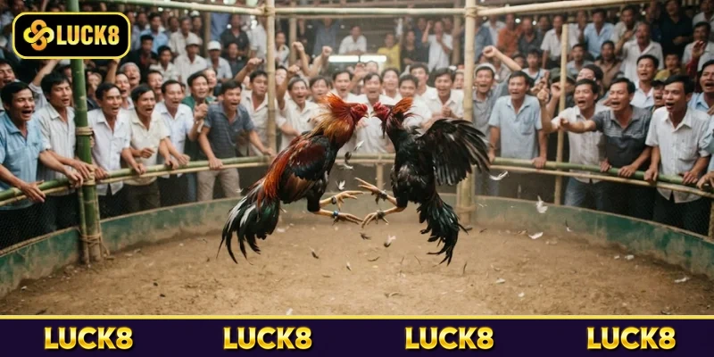 Tìm hiểu về đá gà trực tiếp tại Luck8