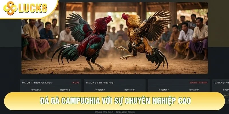 Đá gà Campuchia với sự chuyên nghiệp cao