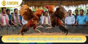 Đá Gà Cựa Sắt - Hướng Dẫn Luật Chơi & Các Giống Gà Mạnh