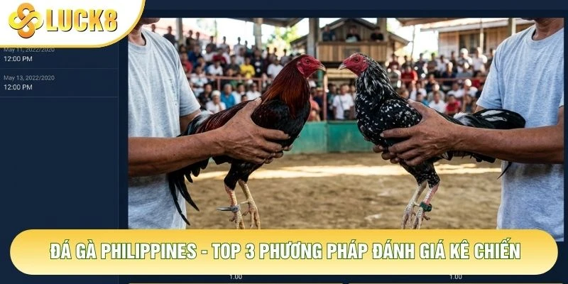 Đá Gà Philippines - Top 3 Phương Pháp Đánh Giá Kê Chiến