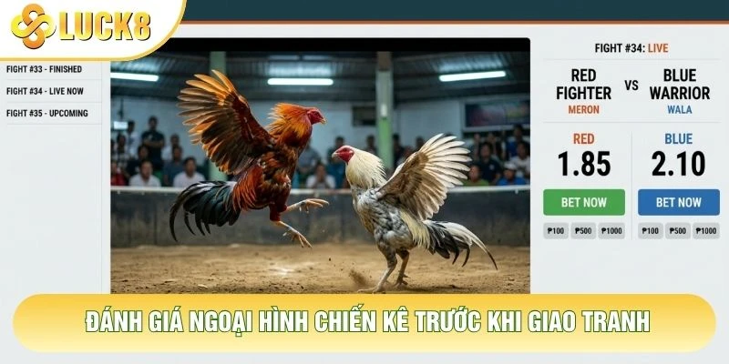 Đánh giá ngoại hình chiến kê trước khi giao tranh