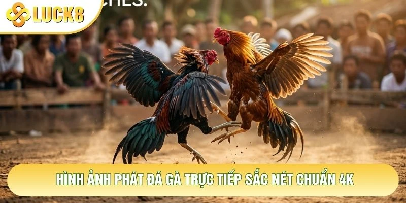Hình ảnh phát đá gà trực tiếp sắc nét chuẩn 4K