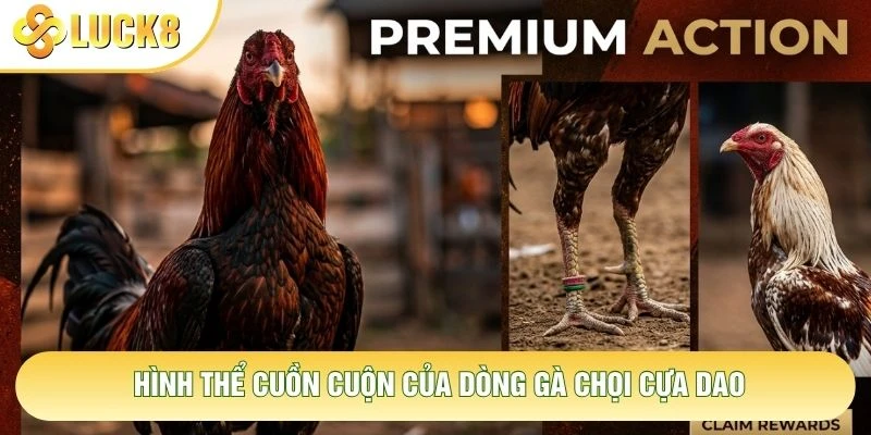 Hình thể cuồn cuộn của dòng gà chọi cựa dao