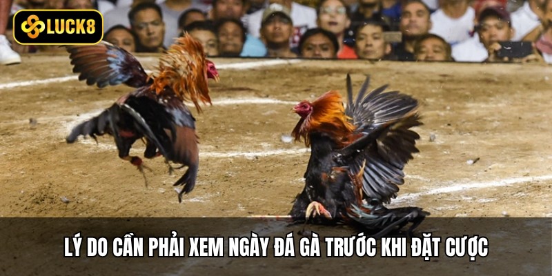 Lý do cần phải xem ngày đá gà trước khi đặt cược