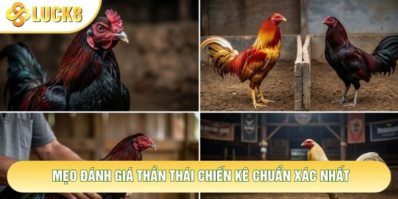 Mẹo đánh giá thần thái chiến kê chuẩn xác nhất