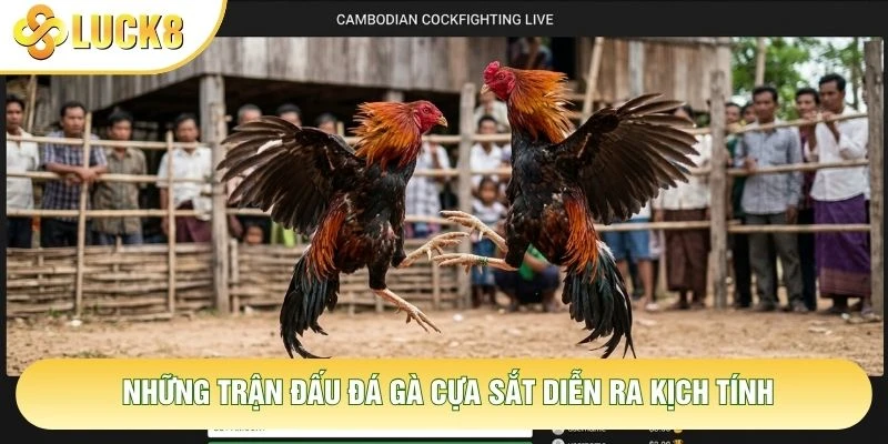 Những trận đấu đá gà cựa sắt diễn ra kịch tính