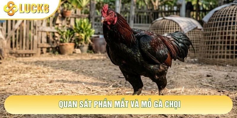 Quan sát phần mắt và mỏ gà chọi
