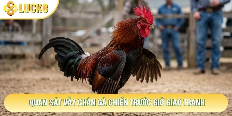 Quan sát vảy chân gà chiến trước giờ giao tranh