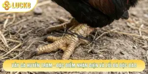 Vảy Gà Huyền Trâm - Đặc Điểm Nhận Diện Và Lối Đá Độc Đáo