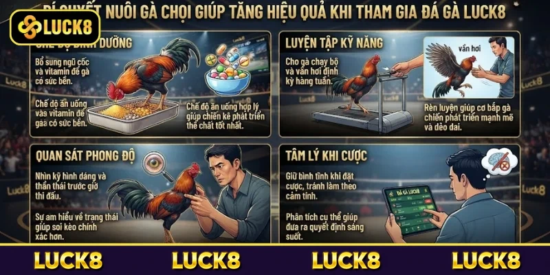 Đá Gà Luck8 - Sân Chơi Giải Trí Được Nhiều Người Yêu Thích 6 Bí quyết nuôi gà chọi giúp tăng hiệu quả khi tham gia đá gà Luck8